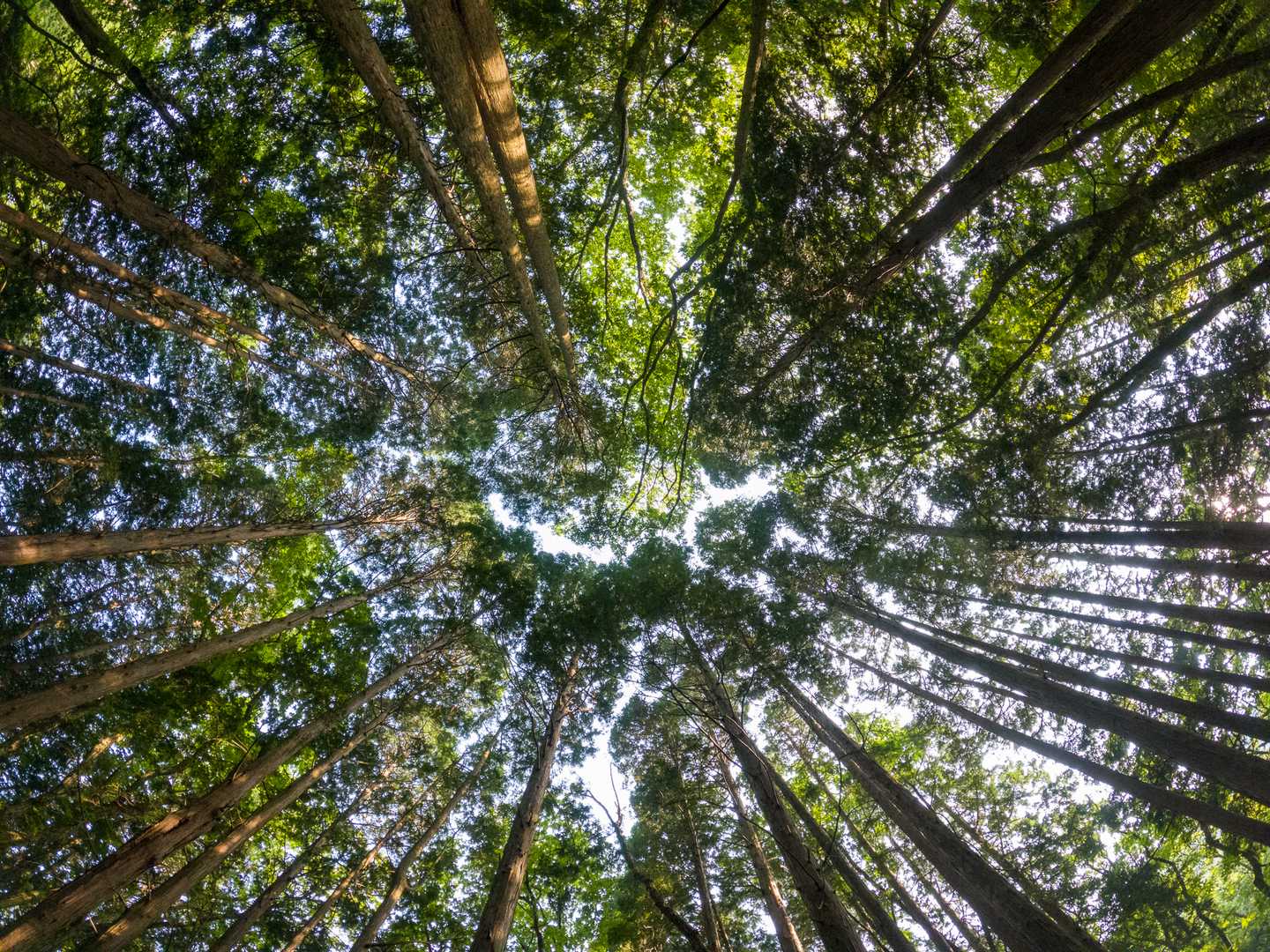 くじゅう登山口-雨ヶ池越-坊ガツル炊事場-大船山登山口-大 往復コースの写真
