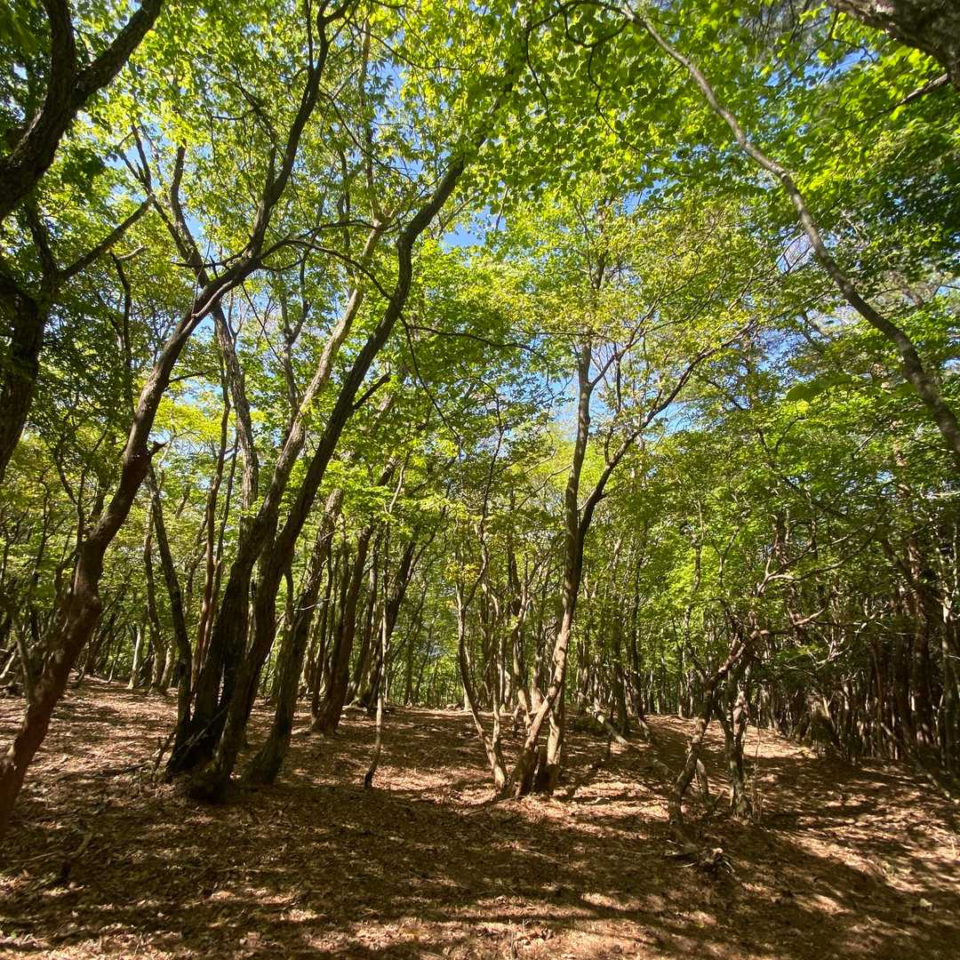 船木山を通過し
上りでは急だった植林帯も通過し
下山ちゅう