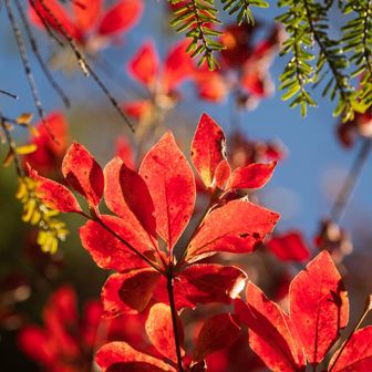 ドウダンつつじの紅葉🍁