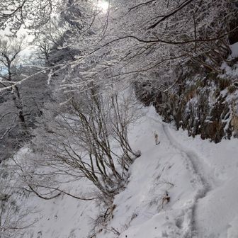 大日トラバースは高速道路
ピッケルも12本も要らんかった💦
過去イチの難易度の低さ