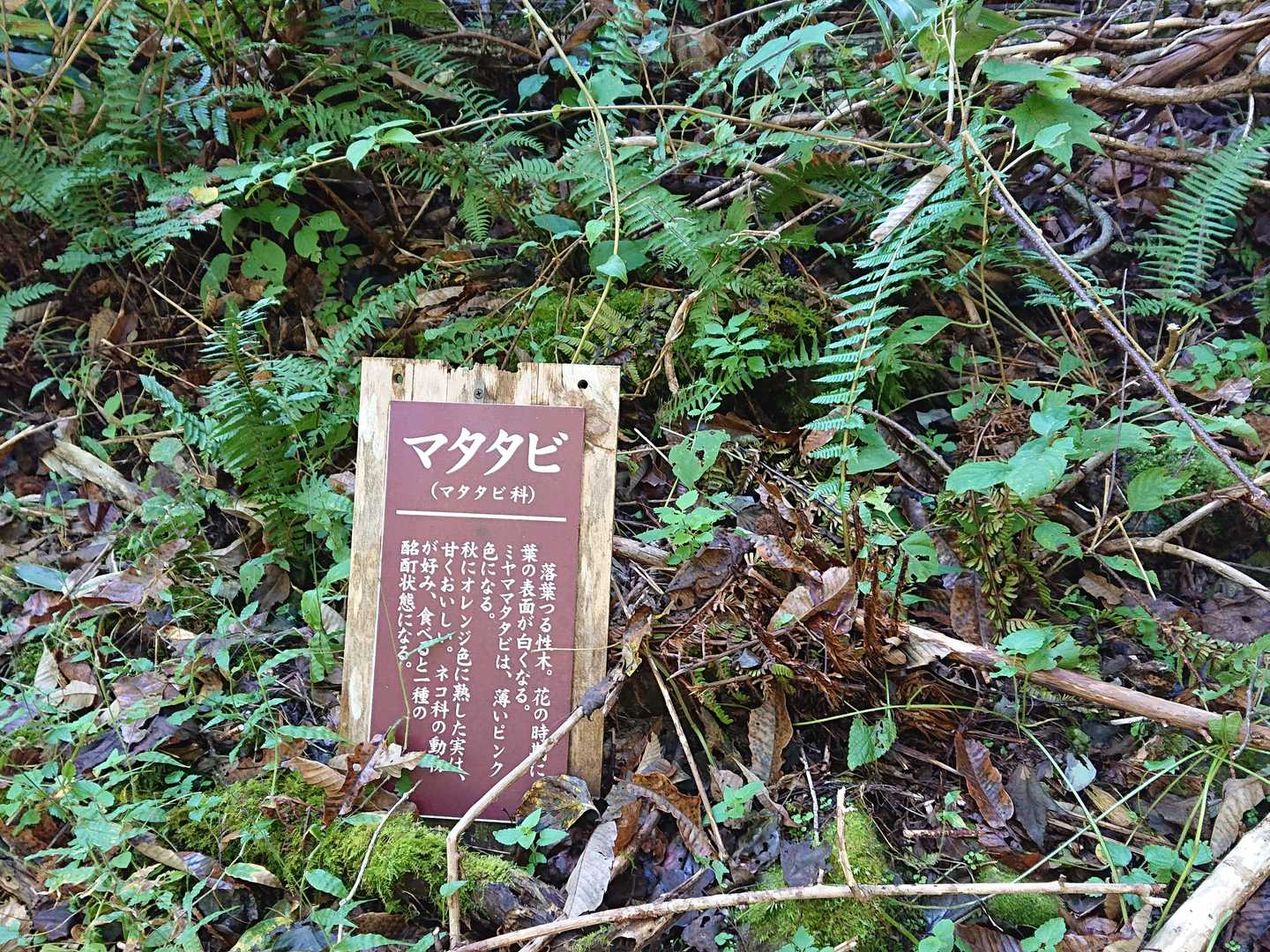 高屹山 周回コースの写真