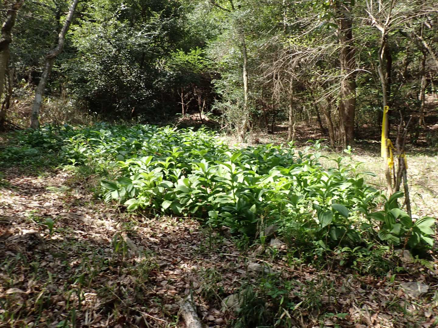 バイケイソウ群生地を訪問。
バイケイソウが咲くのはまだまだ先。