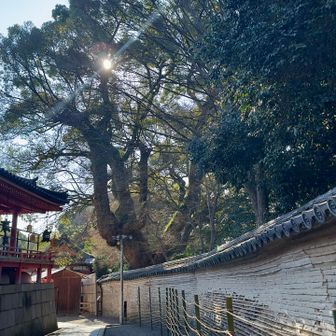 楠木正成公が建武元年(1334)に必勝を祈願して
奉納した楠(樹齢約700年)と伝わってます
京都府の天然記念物に指定されてます