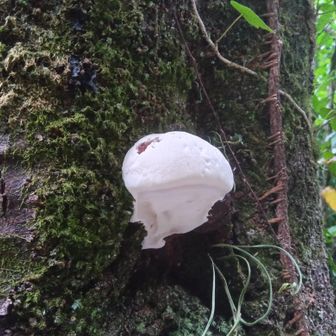 冷凍庫の霜のような🍄