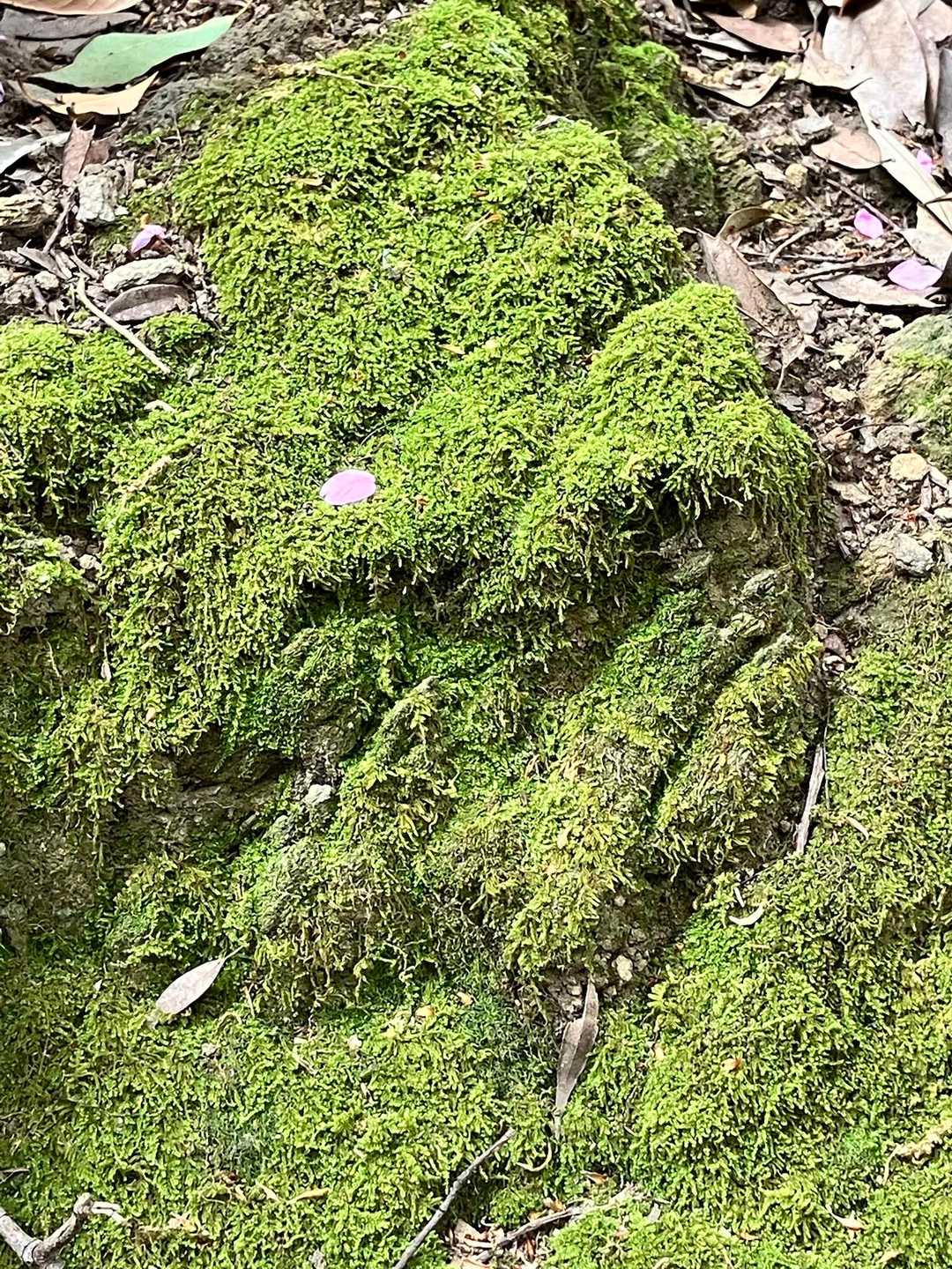 苔好きには最高スポットです‼︎