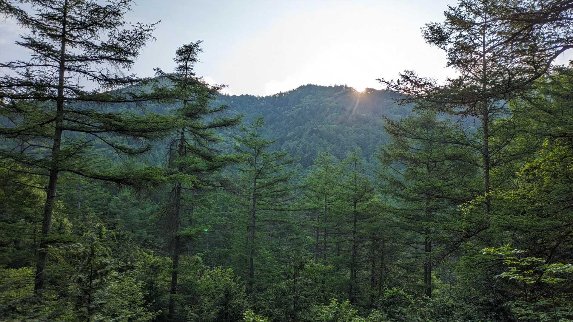 三ッ峠山登山口-大幡八丁峠-清八山-清八峠-本社ヶ丸 往復コースの写真