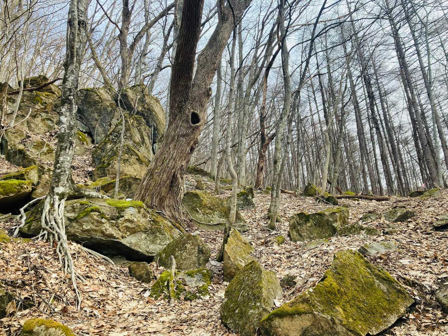 苔むしててイイ✨