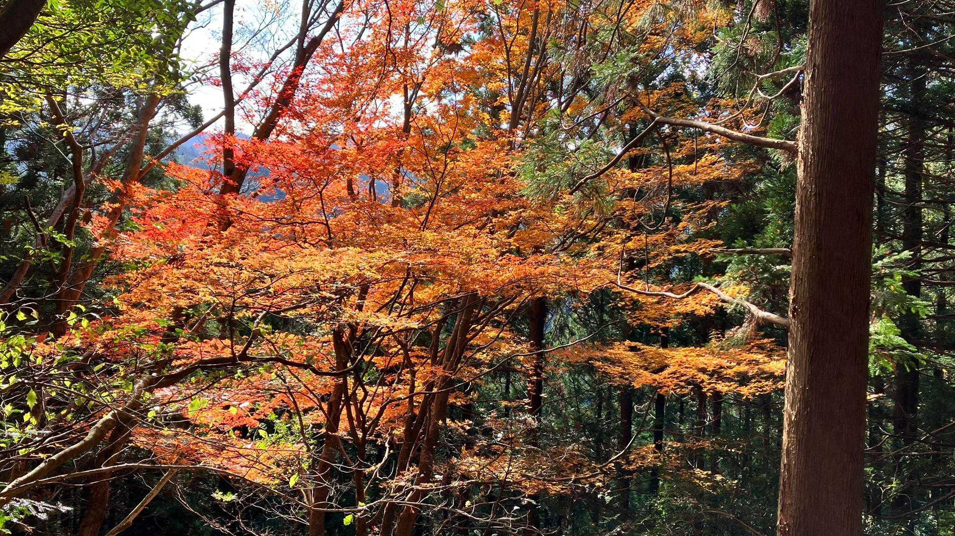 とても鮮やかな紅葉🍁