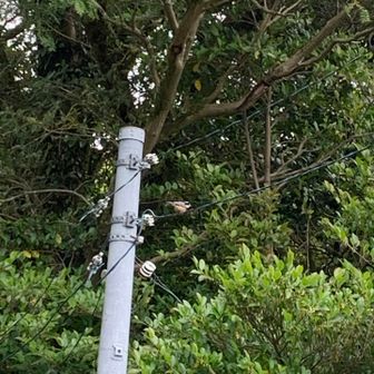 折角ヤマガラも来てくれましたが餌を持たずに残念です