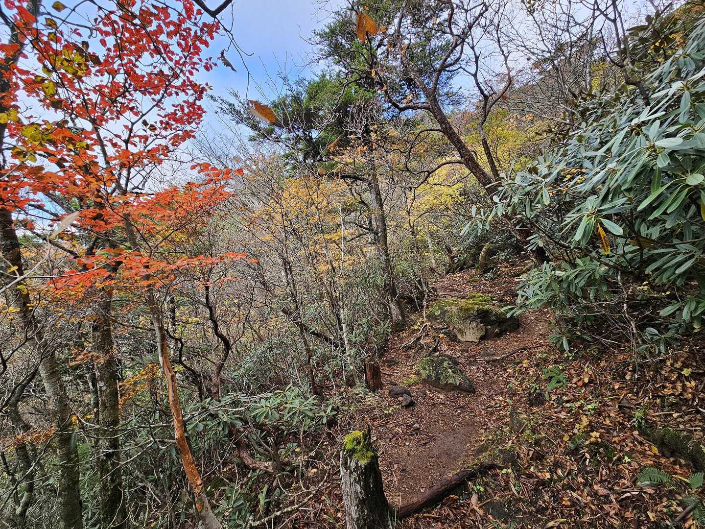 ところどころ紅葉してます