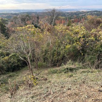 下まで刈り進みました