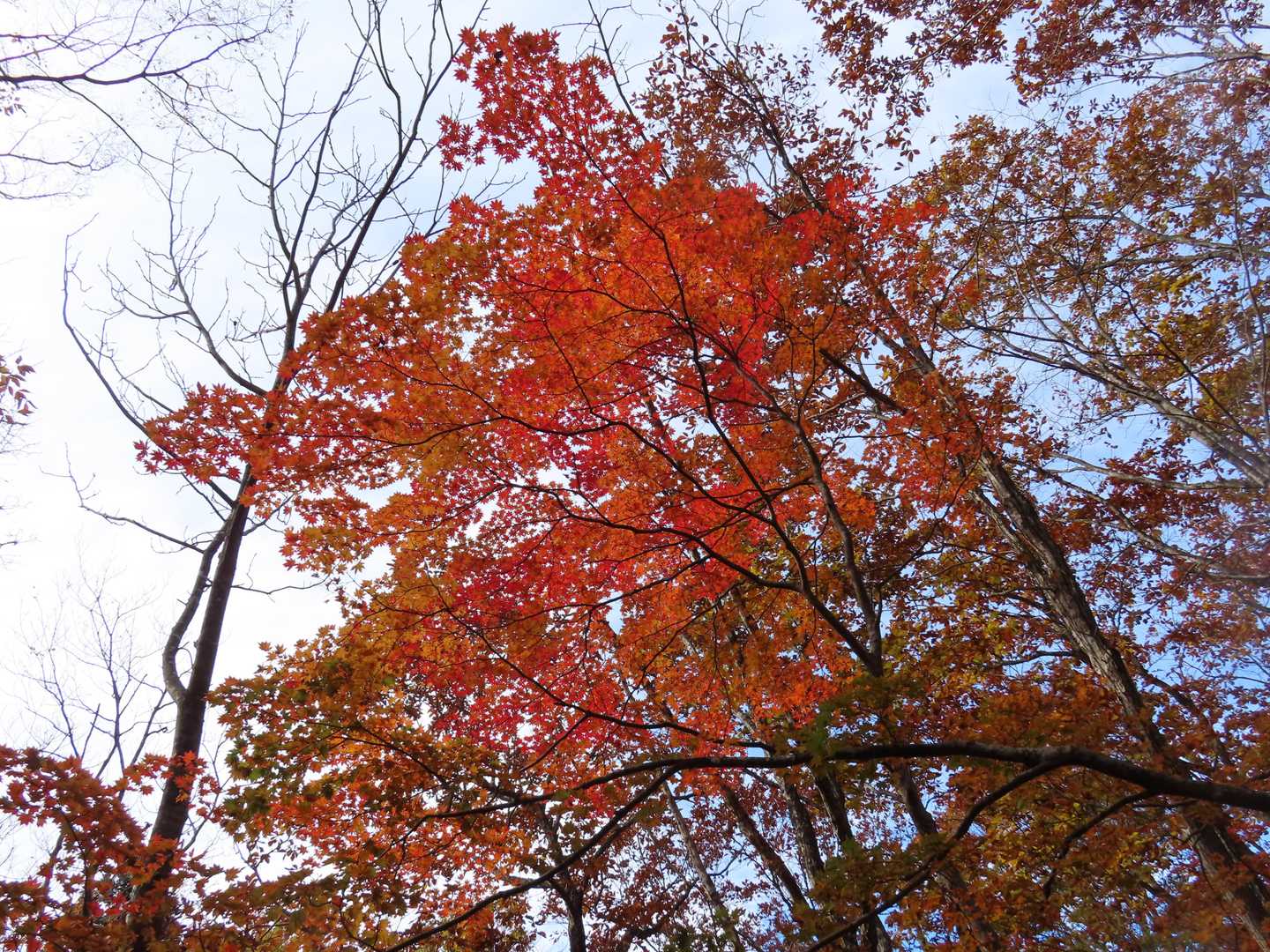 紅葉