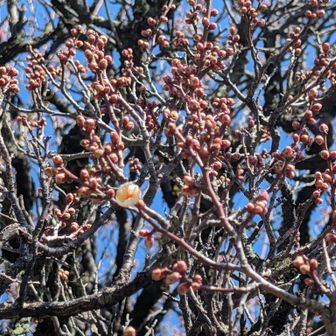 能仁寺に梅一輪