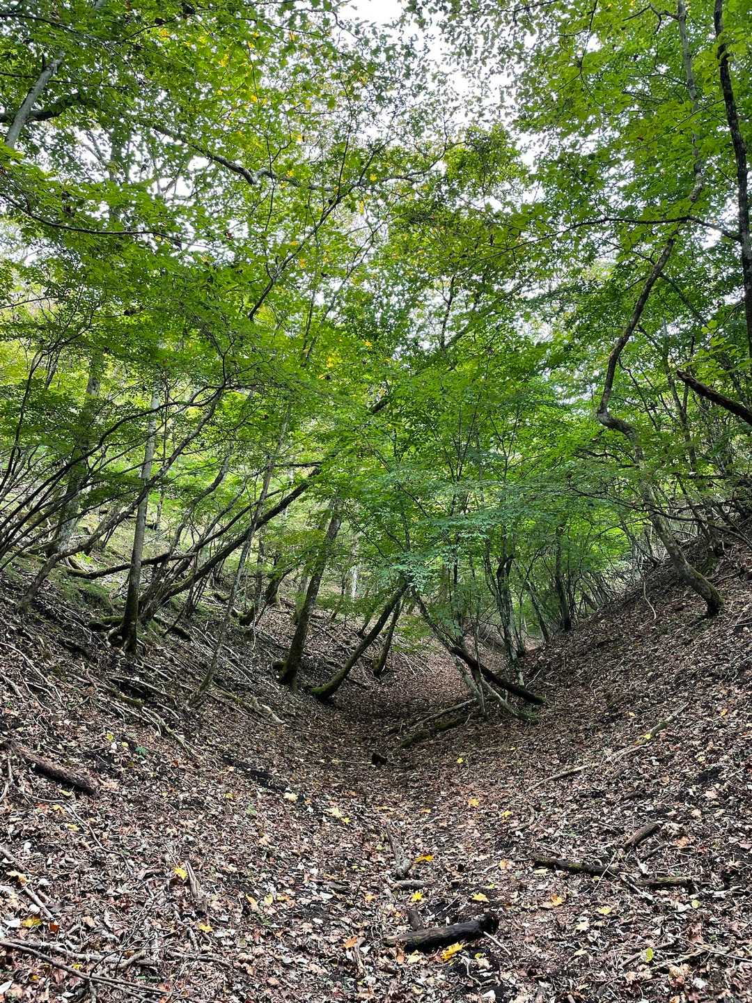 谷を歩きます
土も枯葉もフカフカでお膝に優しい🙂