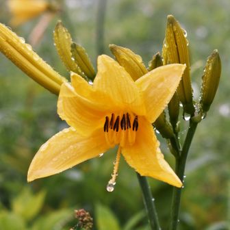 ピエール・HOSHI