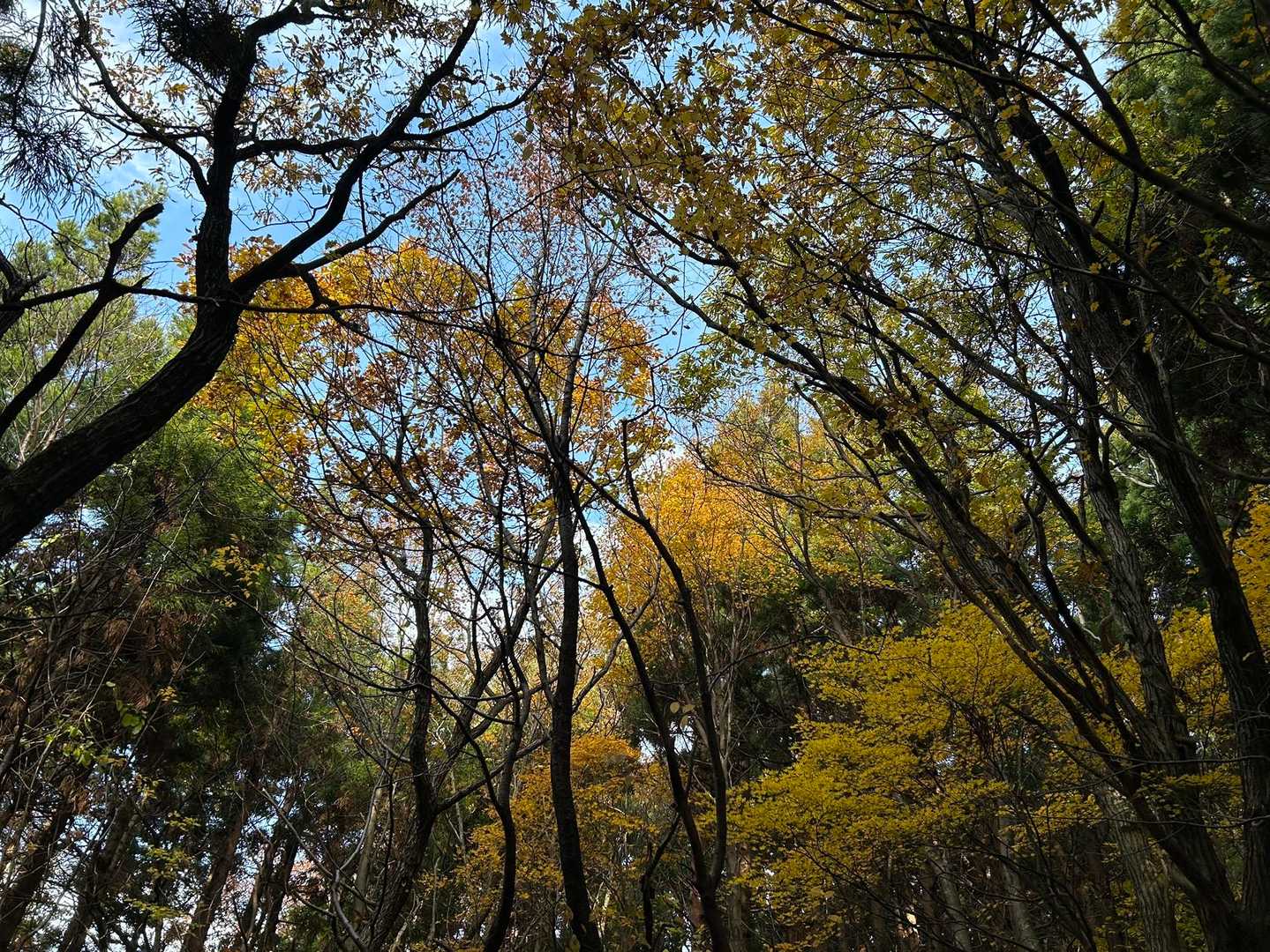 大蔵山-三五郎山-菅名岳-鳴沢峰-小山田登山口 周回コースの写真