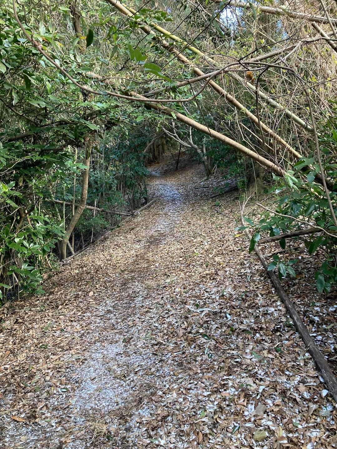 縦走路は楽ちんロード。