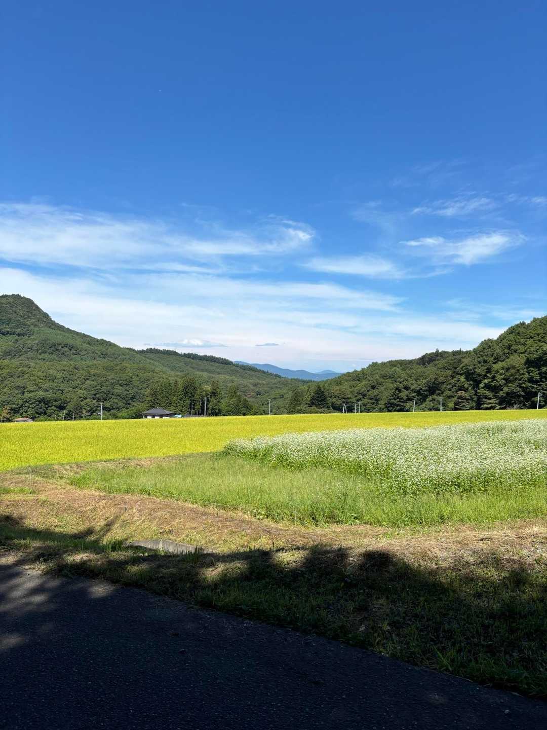 お天気良好💙
のどかな眺め😊

そばの畑かなあ