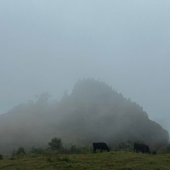 放牧されてた🐂