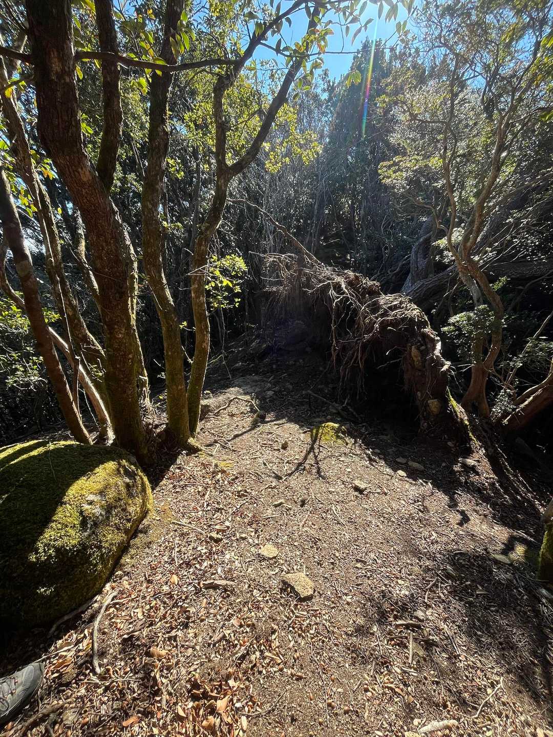 大きな木が根っこごとひっくり返っていました😱