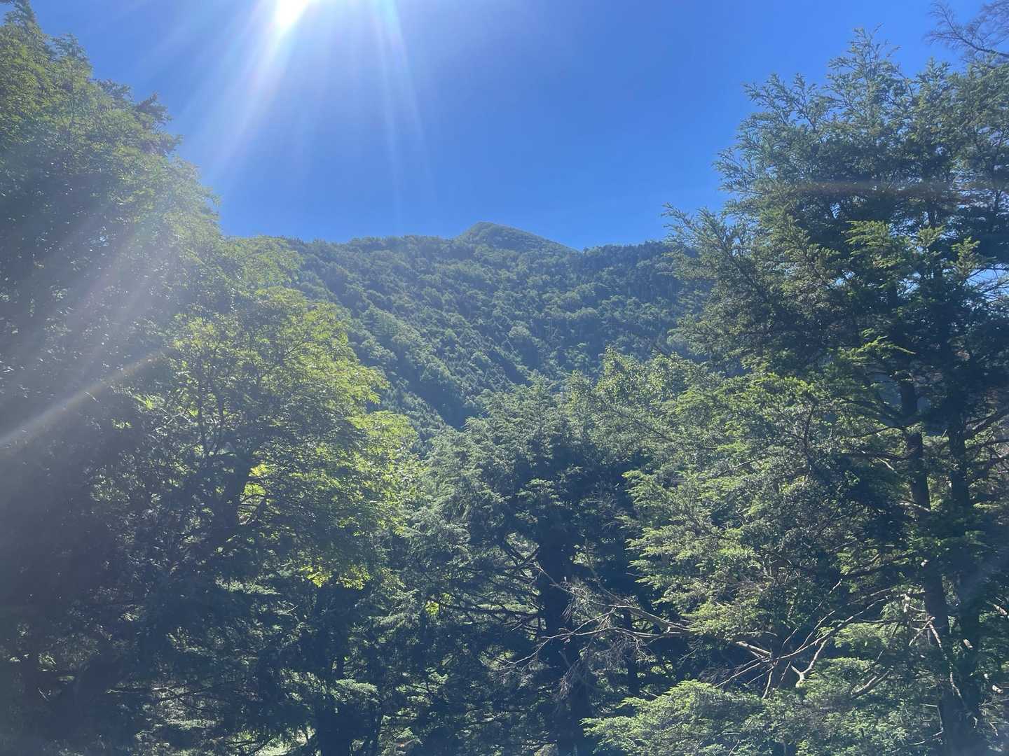 かなり下って来ましたがまだまだ鞍部には着きません。登り返しは結構辛そうかと思いながら下っています。