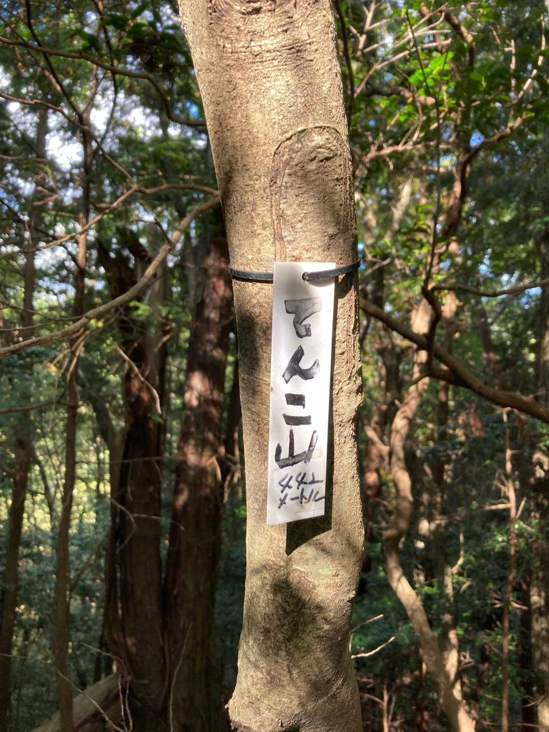 白鳥山-横高山-水井山-仰木峠-戸寺バス停 縦走コースの写真