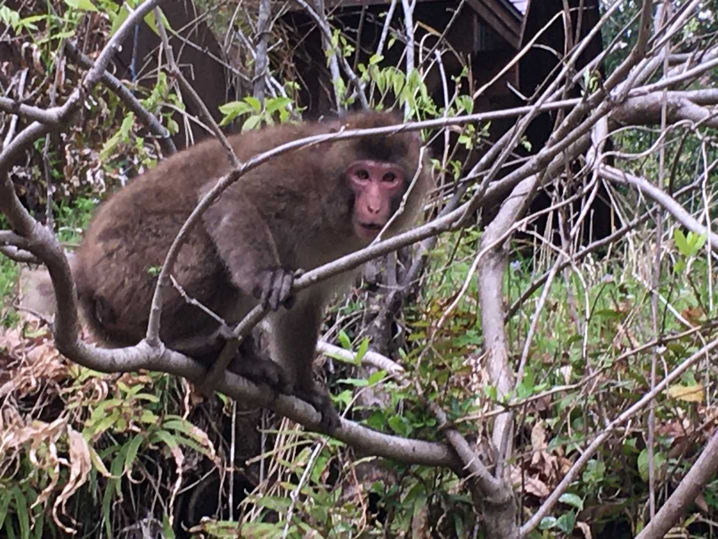 この後近づいて来て威嚇され😱怖