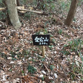 階段登ったらすぐ愛宕山頂👍