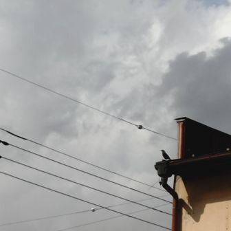 声でふとみると
イソヒヨドリ