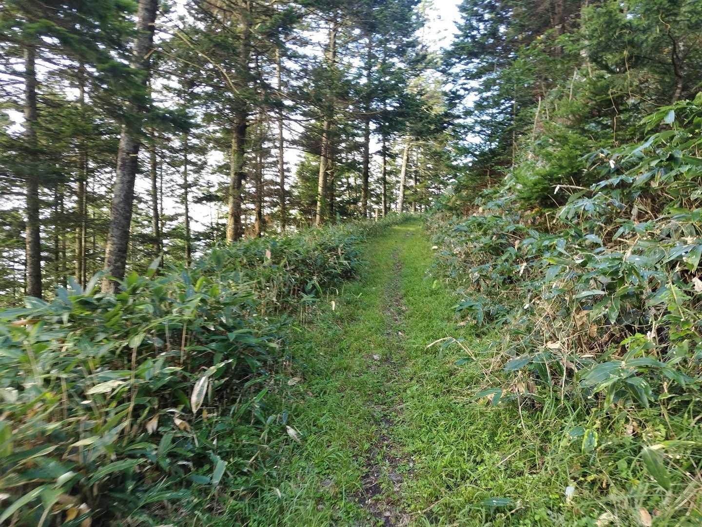 まずはこのような作業道をたんたんと登る🚶‍♂
快適♪😙