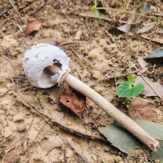 変なキノコ🍄傘松茸？
