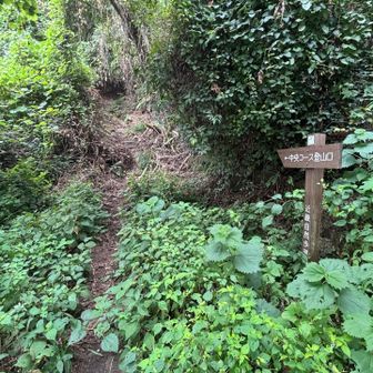 という訳で、ここから山道＝アブの歓迎を受けることに😭