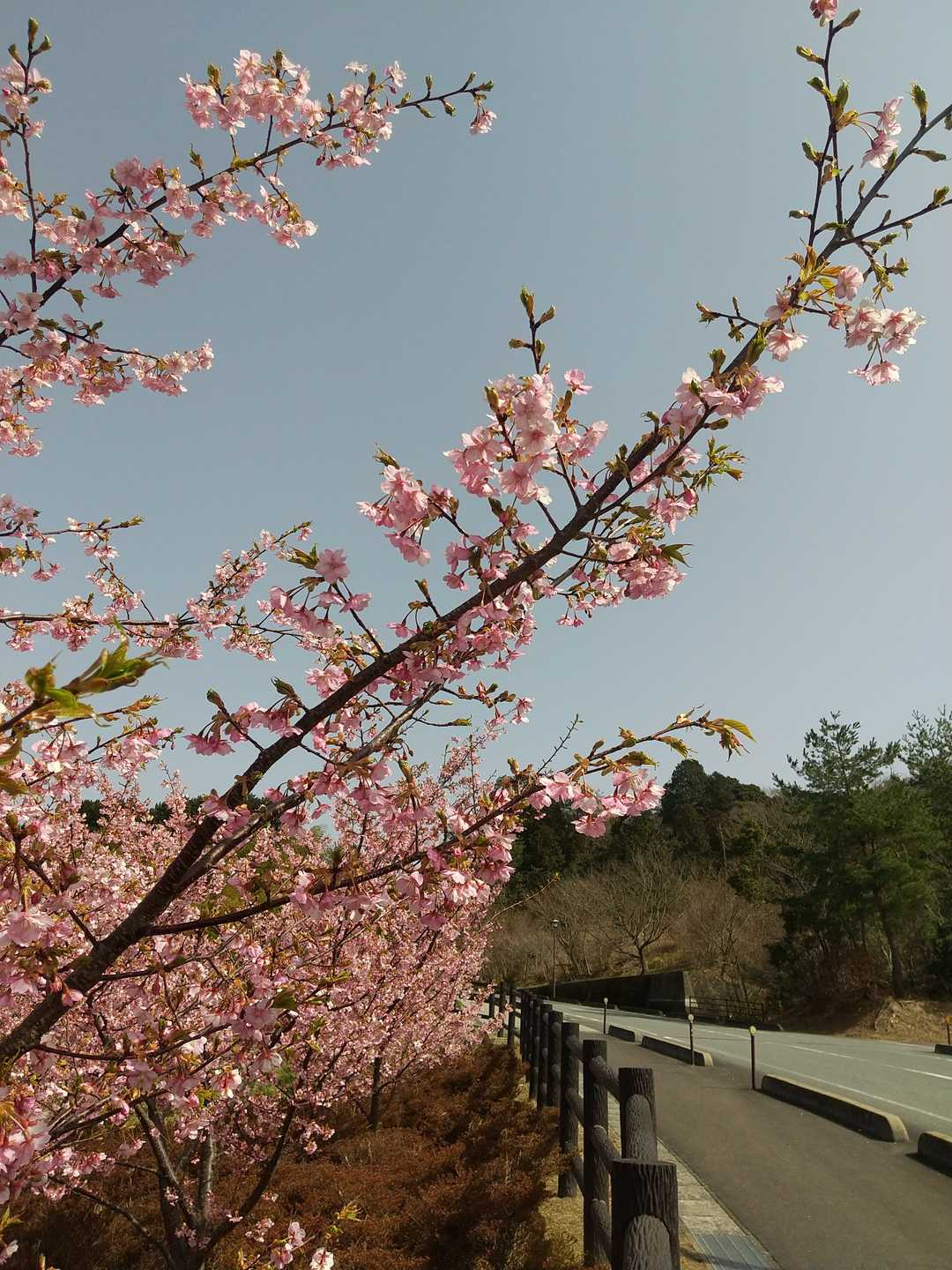 田床山 往復コースの写真