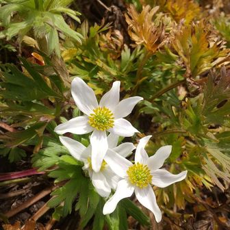 花びらが個性的なハクサンイチゲ？
