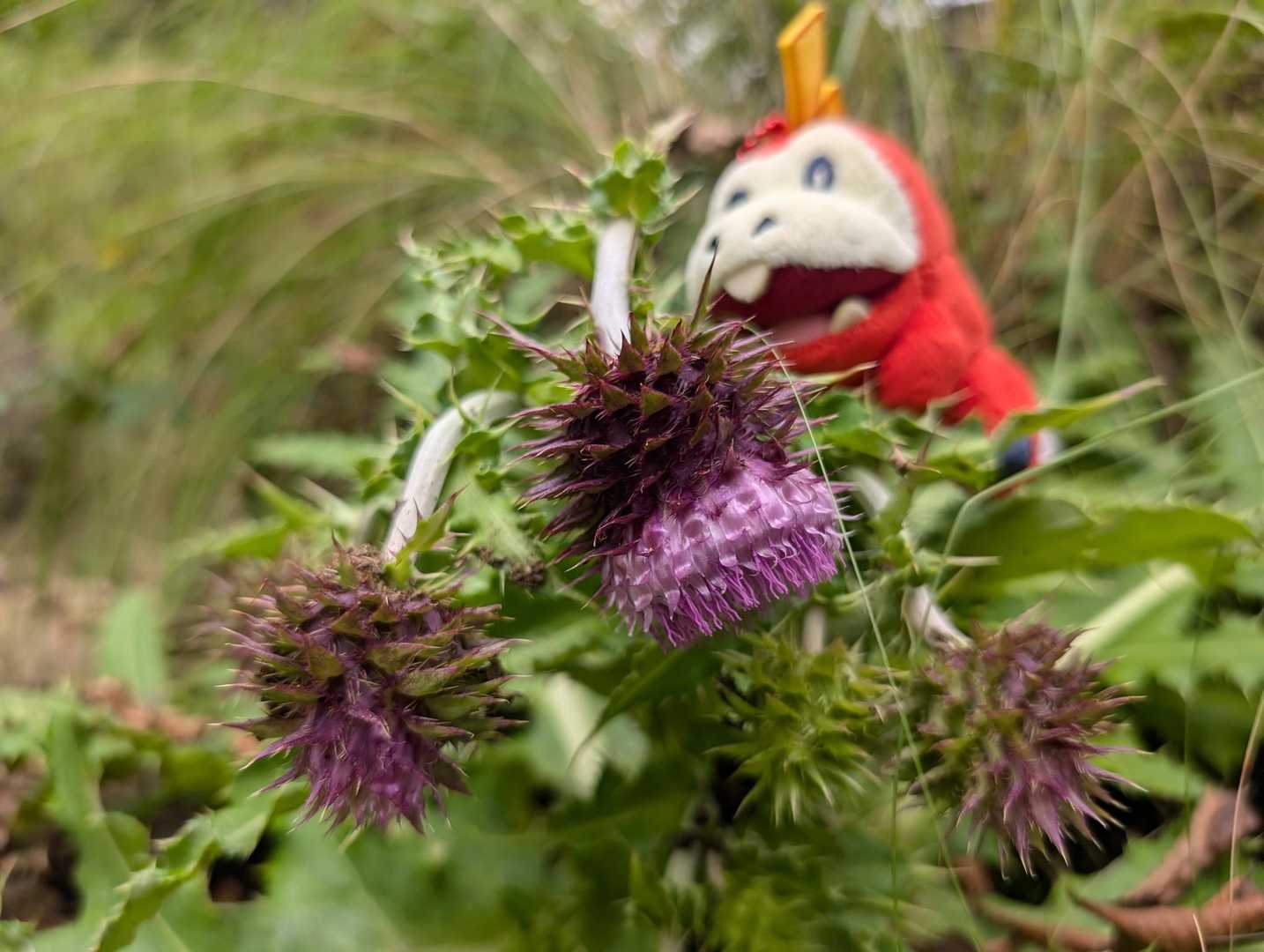 アザミがあちこちに