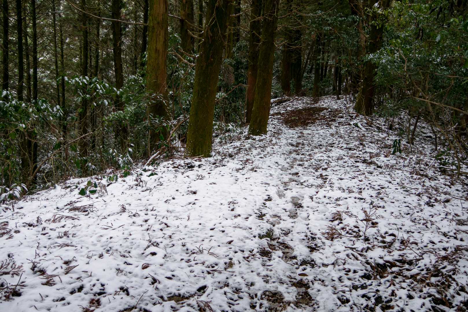 このあたりから足元に雪が広がってきてテンション⤴
小雪もちらちら降りだしてきました