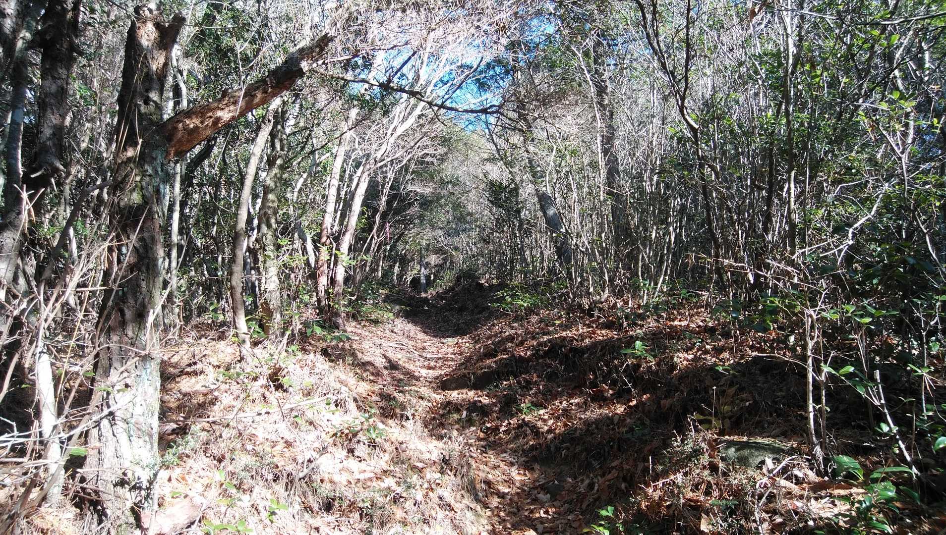 木漏れ日最高
