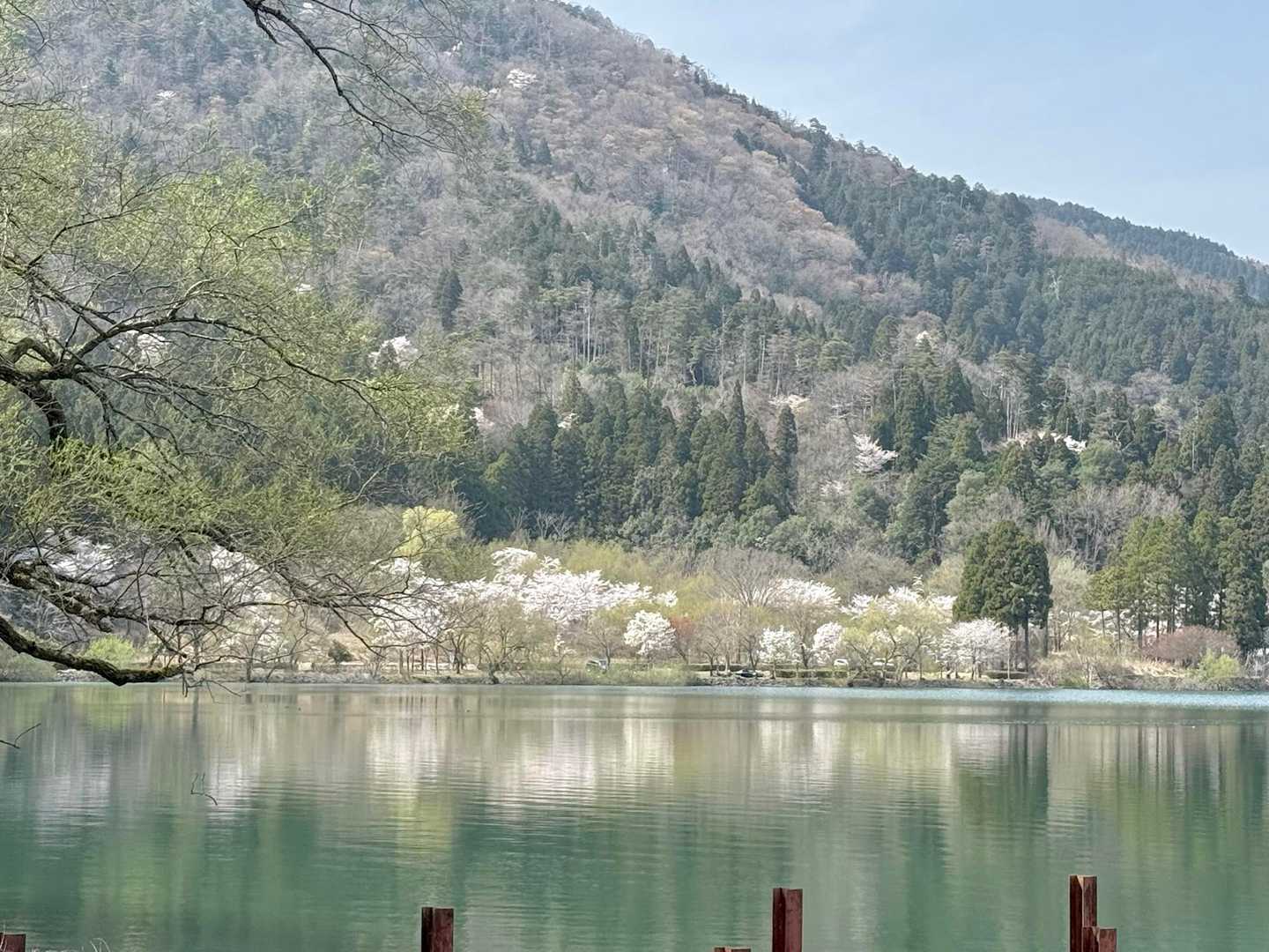湖畔に映る桜のシルエット