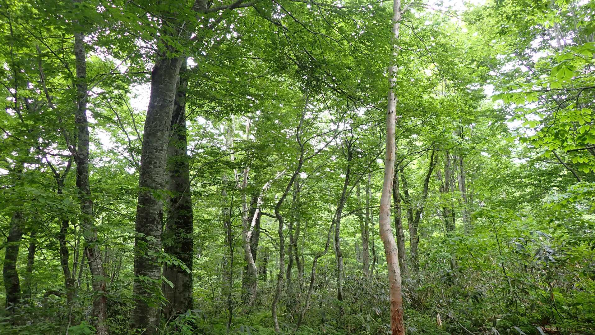 大広手登山口-田代岳 往復コースの写真