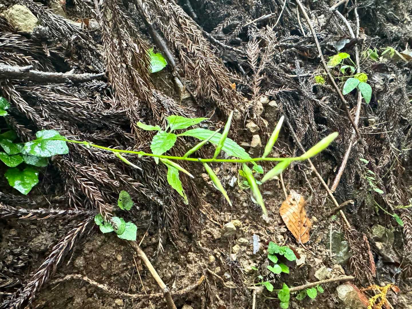 🌸キッコウハグマの閉鎖花
これが花なのです。雌蕊雄蕊の両方あり自花受粉します。確実に子孫を残せるけど同じタイプ(遺伝子)になるので、もし暑さに弱いタイプだったらいつか絶滅してしまう可能性も…。
