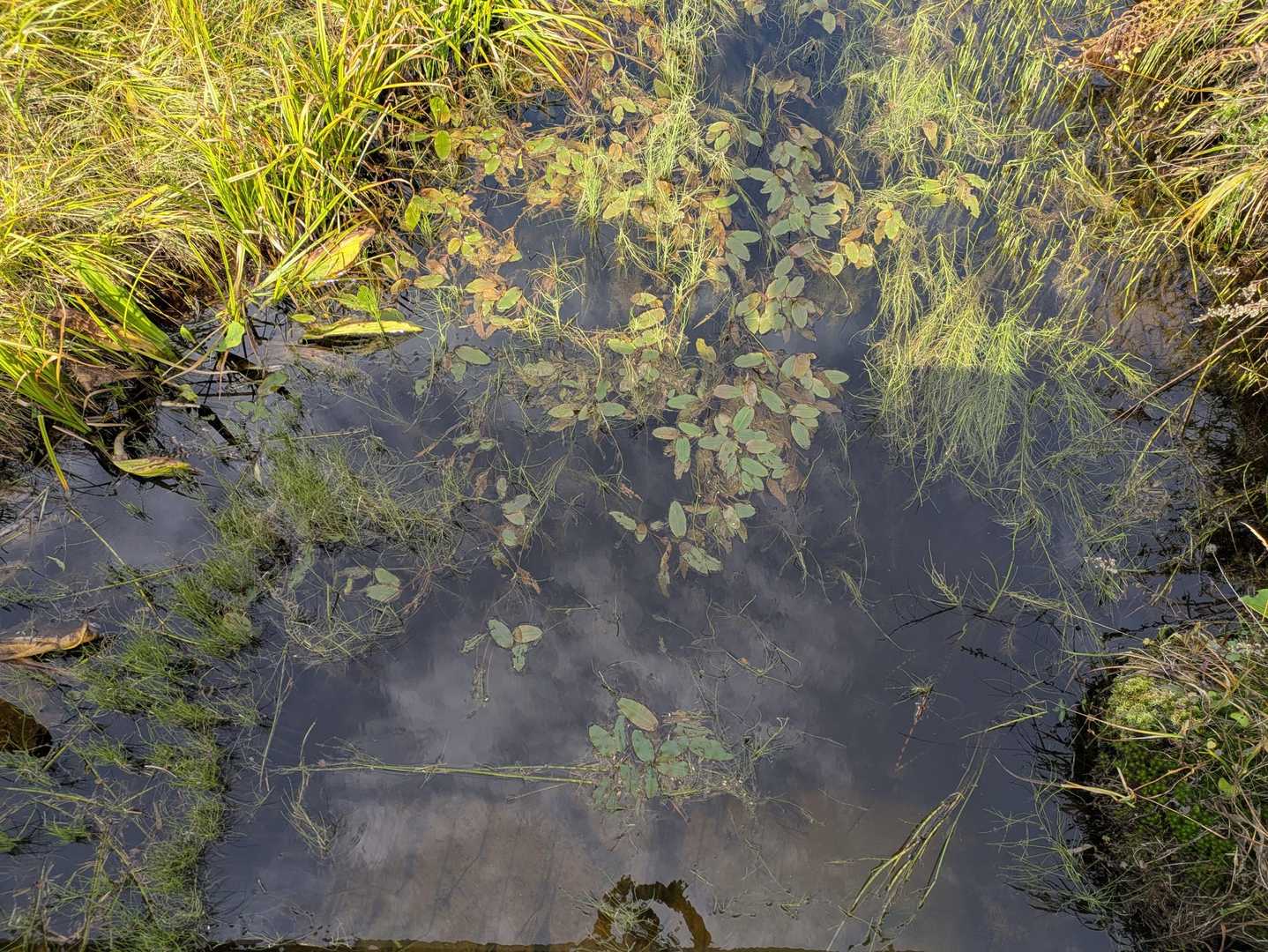 尾瀬沼に注いでいる川