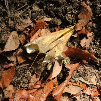 猪🐗の食べた痕跡❓