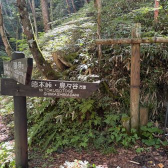 徳本峠の登り口分岐に到着し、ぐるりクネクネと歩いてきたことを実感。ここからは確か直登2時間くらいで徳本峠に到着できるんじゃなかったかな。