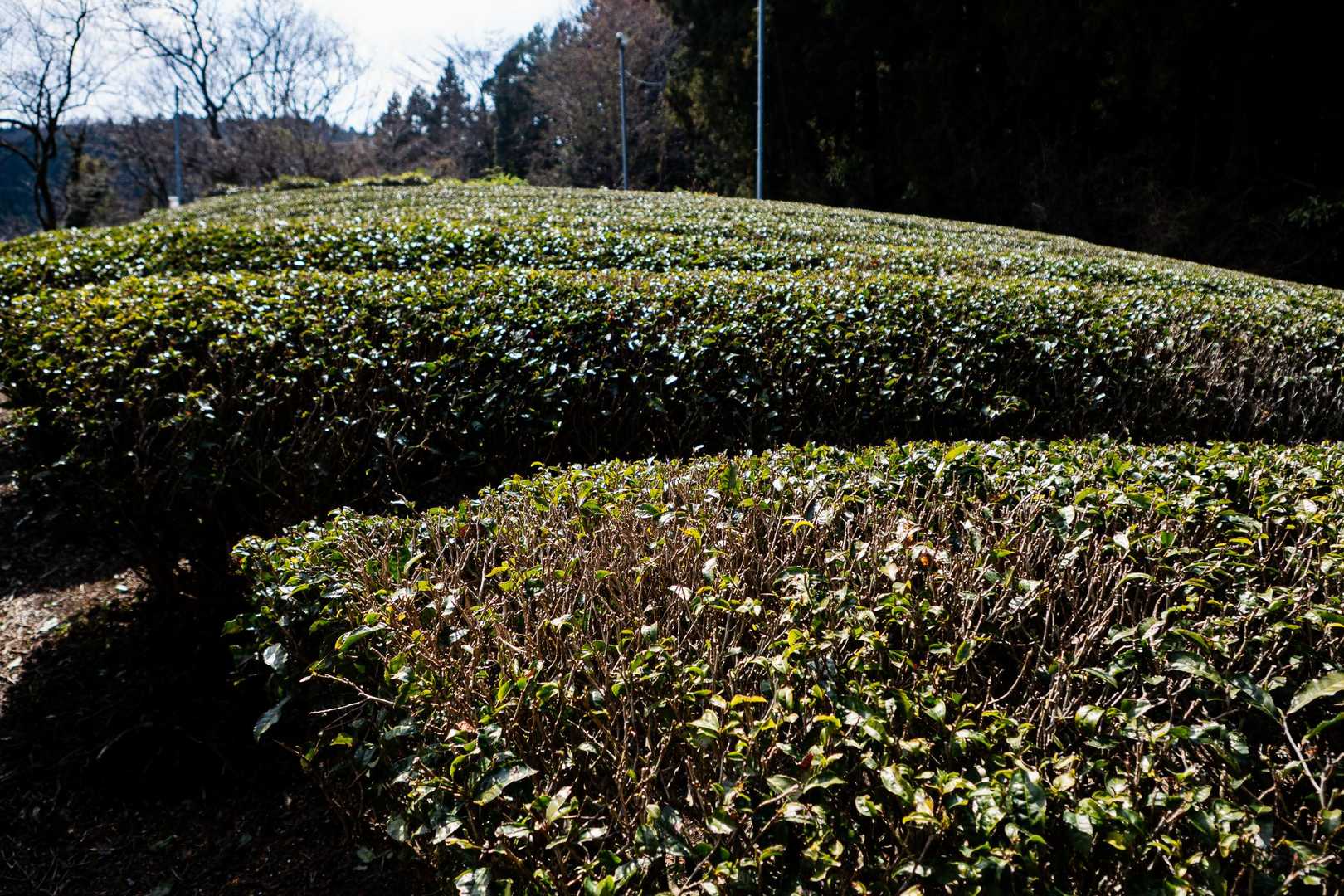 足柄茶ですかね。