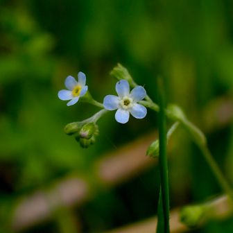 キュウリグサ

ご覧いただきありがと😊

お　し　ま　い♫
