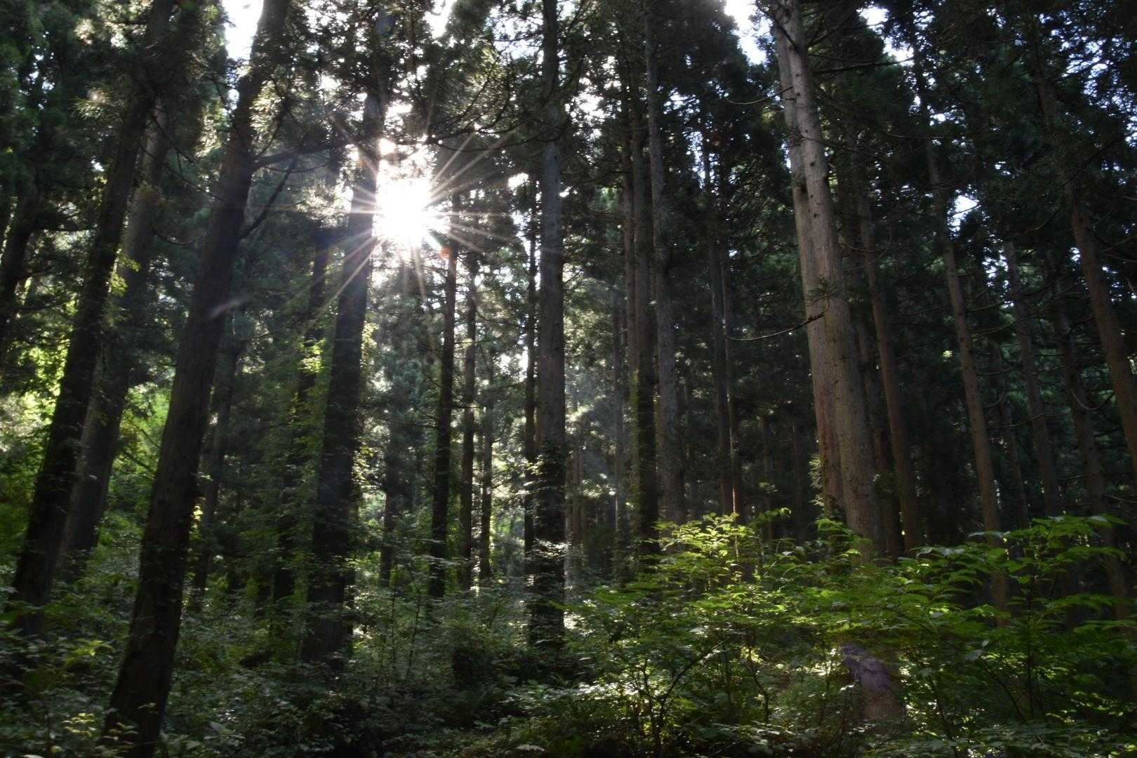 杢蔵山-三角山 周回コースの写真