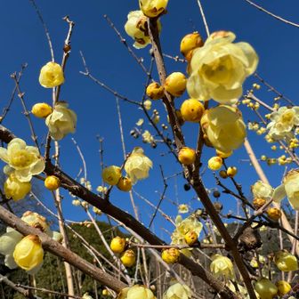 お目当ての清水寺のロウバイ✨