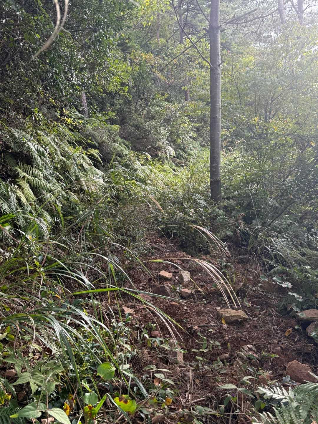 草に覆われた登山道