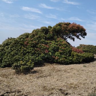 里山登山部