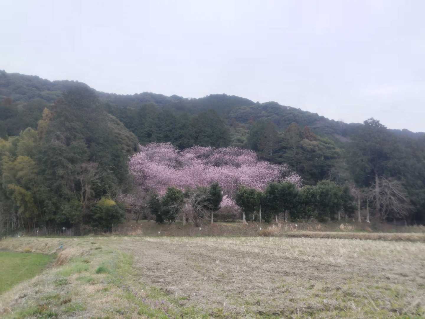 城山 往復コースの写真